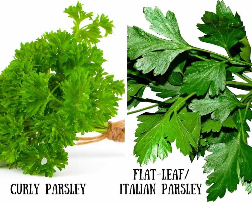 curly vs flat leaf parsley