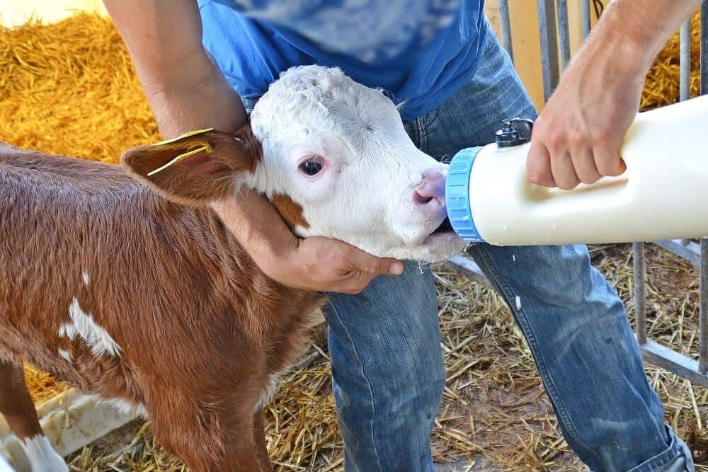 adorable calf drinking from milk bottle