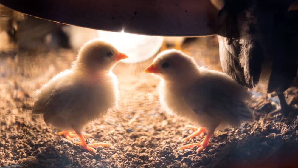 adorable chicks and lamp warming nest