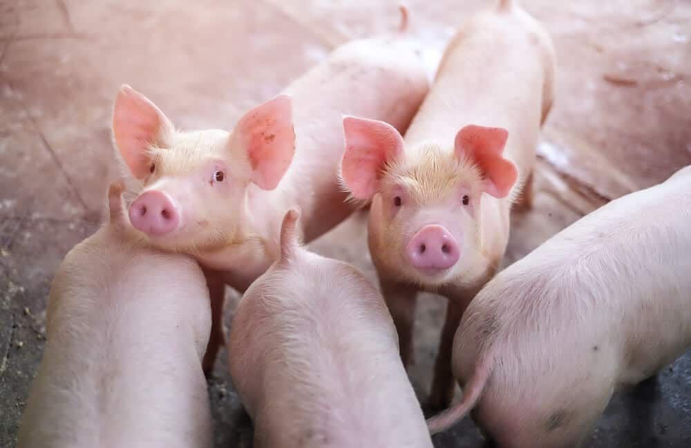adorable piglets on farm