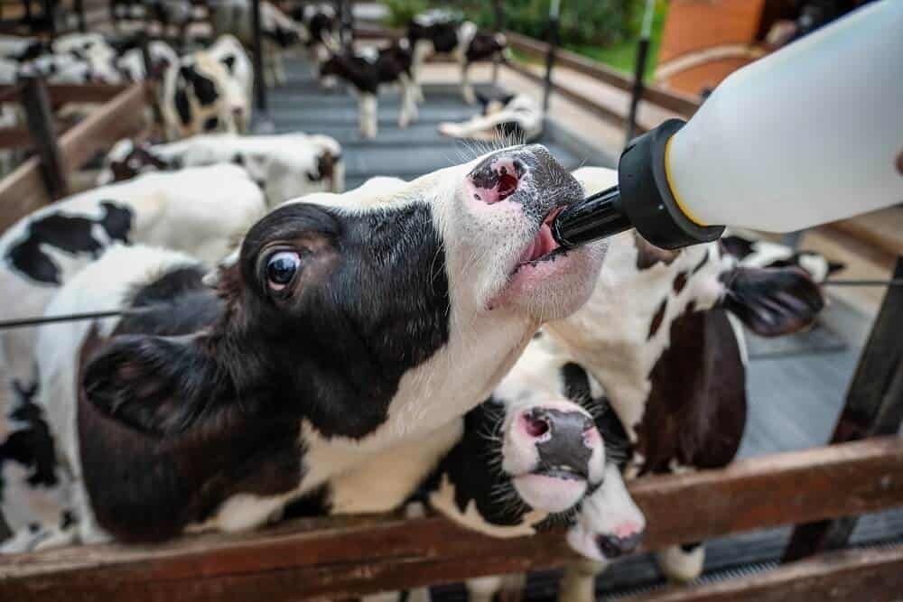 black and white calves drinking milk replacer
