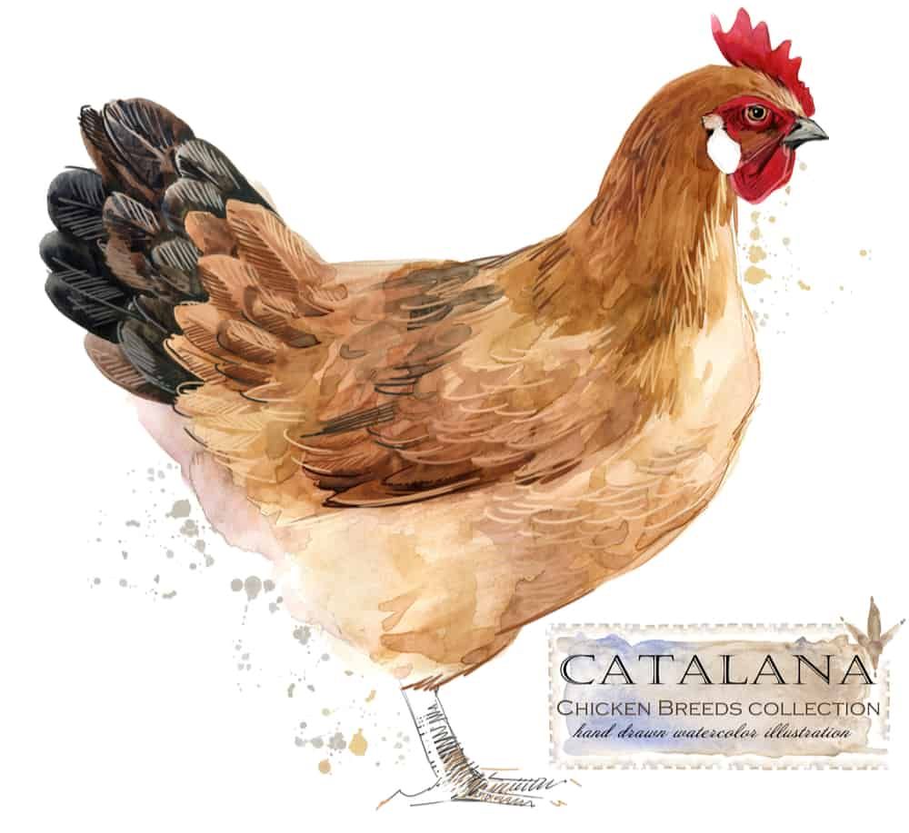catalana chicken