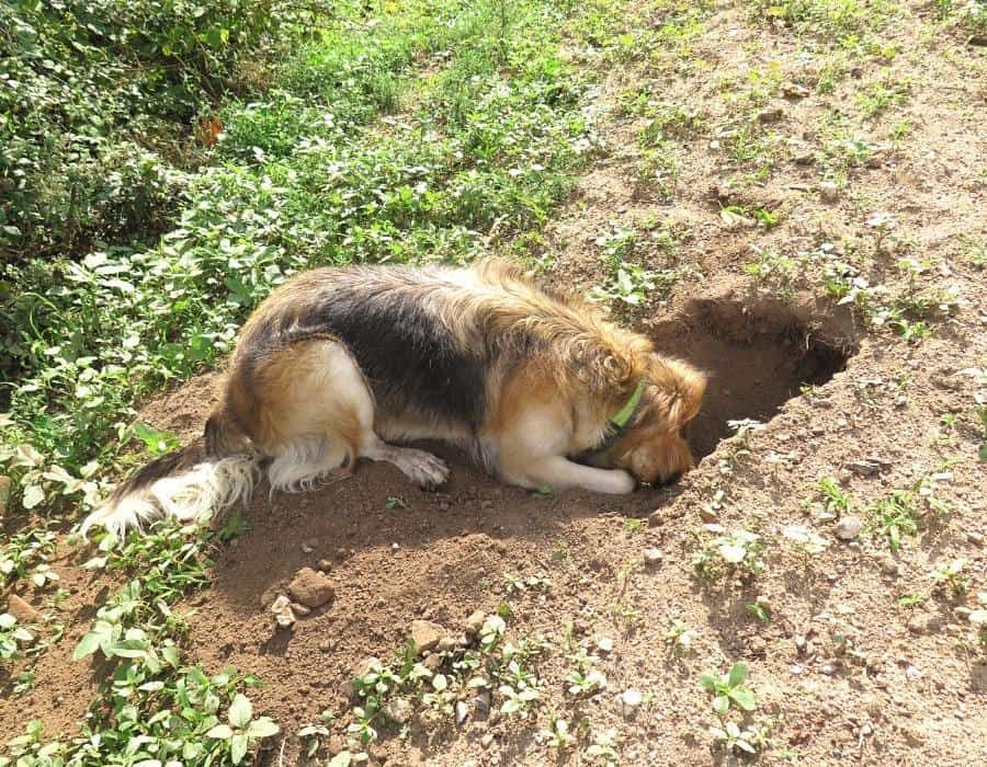 dog digging hole in garden