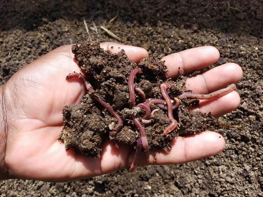 earth worms decomposing vermicompost organic fertilizer