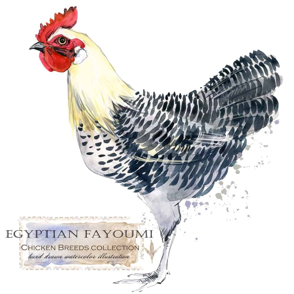 egyptian fayoumi chicken
