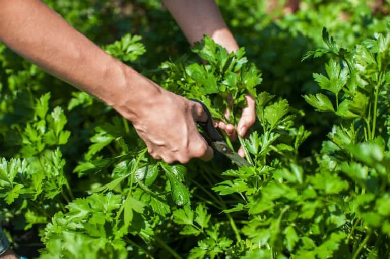 How to Harvest Parsley Without Killing the Plant? Try This!