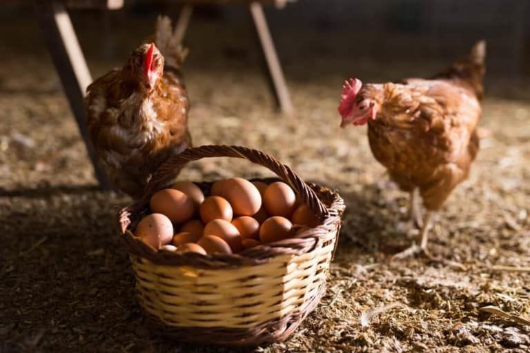 laying hens inside coop with fresh eggs basket