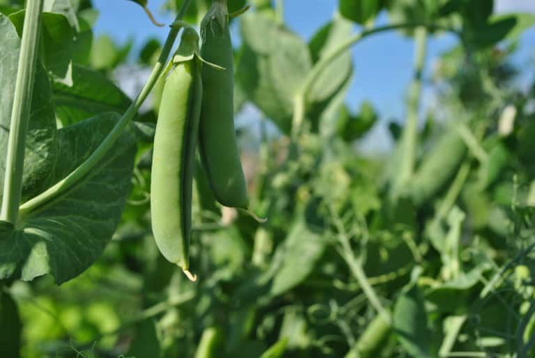 Growing Sugar Snap Peas Made Easy [From Seed to Harvest!]
