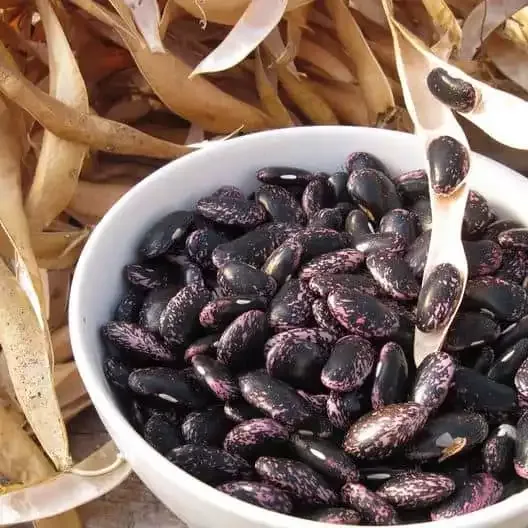 Scarlet Emperor Black Bean Seeds in Packets