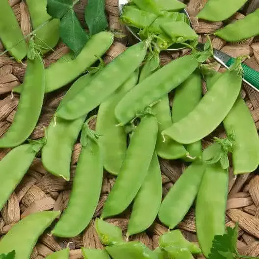Mammoth Melting Pea Seeds | Eden Brothers