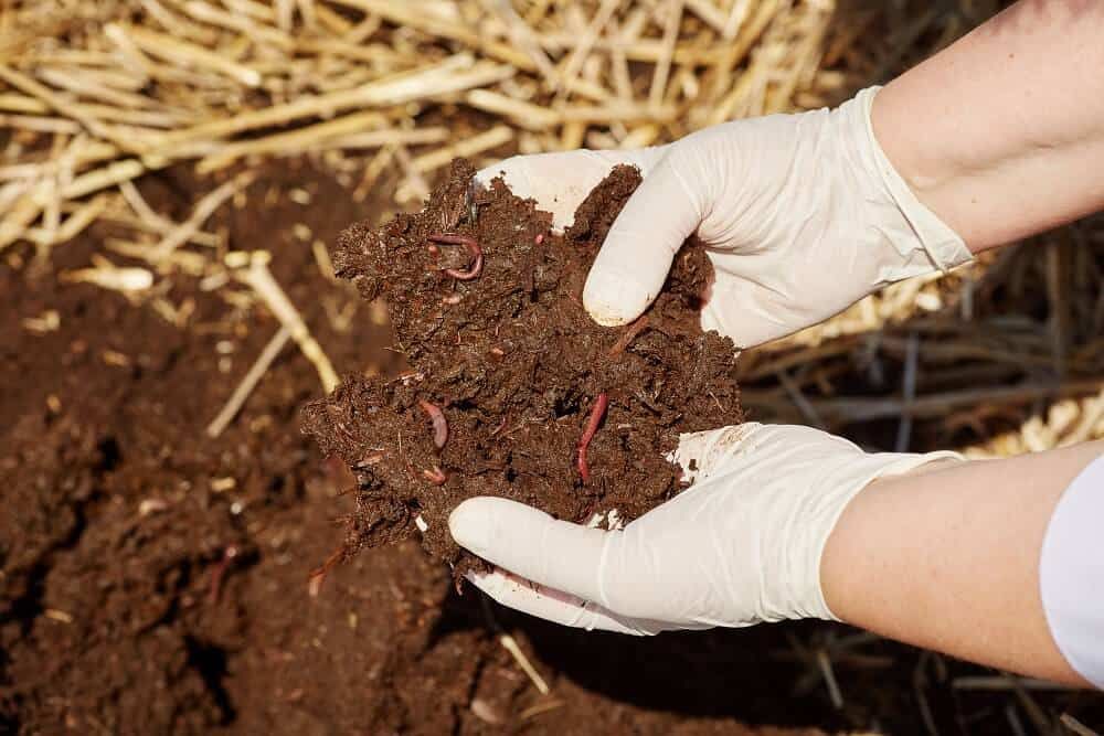 vermiculture red wigglers and earthworms