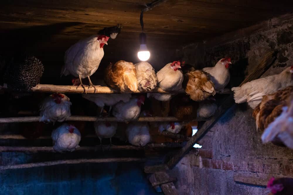village chickens in cozy coop with dimly lit bulb