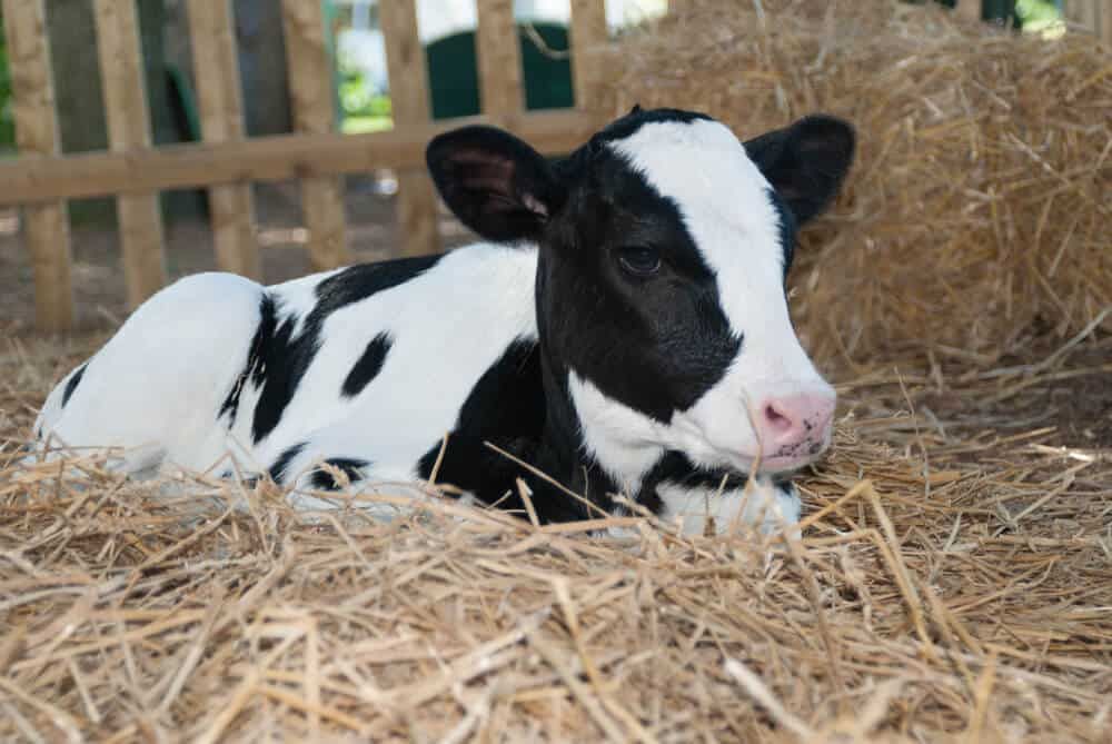 adorable holstein calf resting on straw on pennsylvania farm