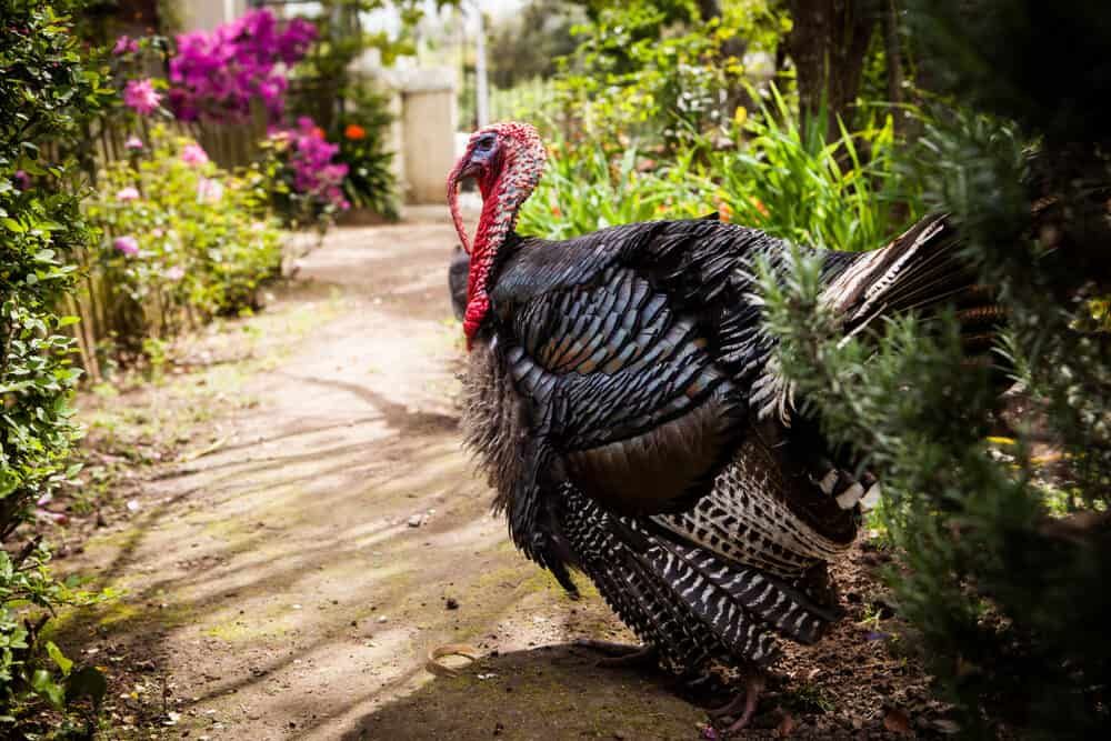 broad breasted bronze male turkey in a garden
