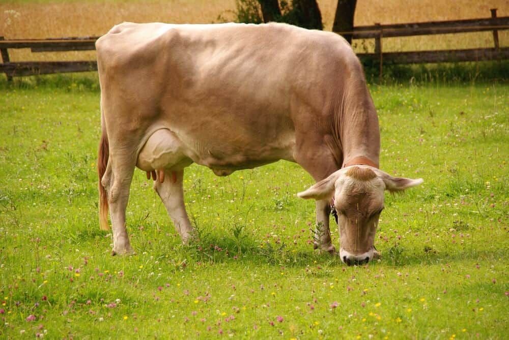 brown swiss cow grazing in field