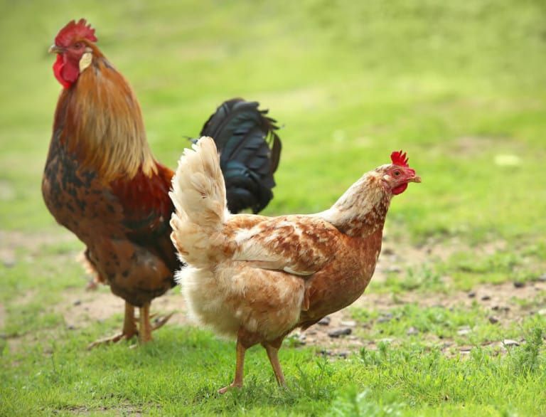 chicken and hen free range on farm