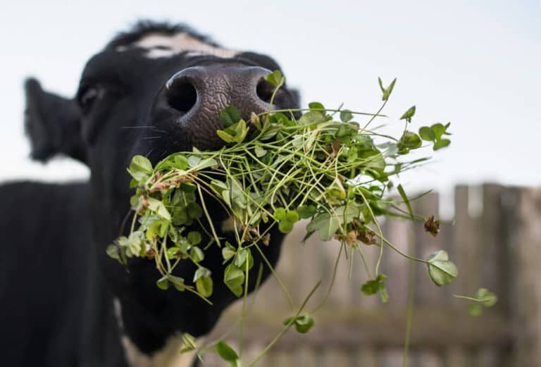 What Do Cows Eat (Other Than Grass and Hay)?