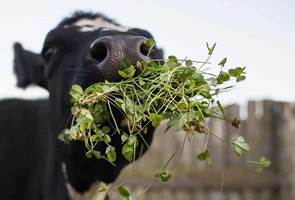 cow eating white clover grass dinner on paddock farm