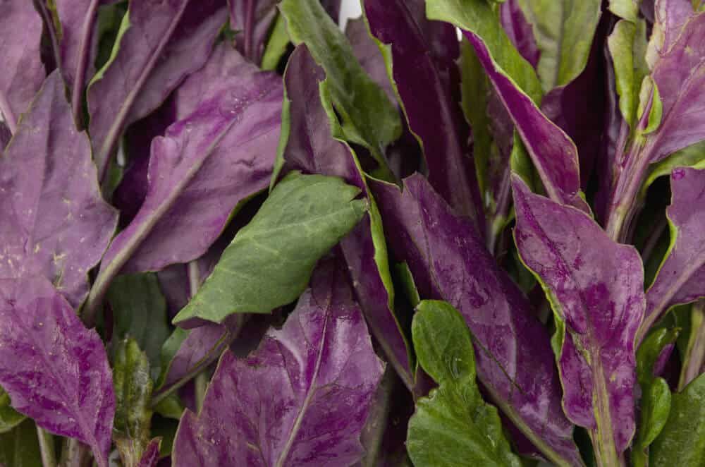 fresh okinawan spinach deep purple leaves