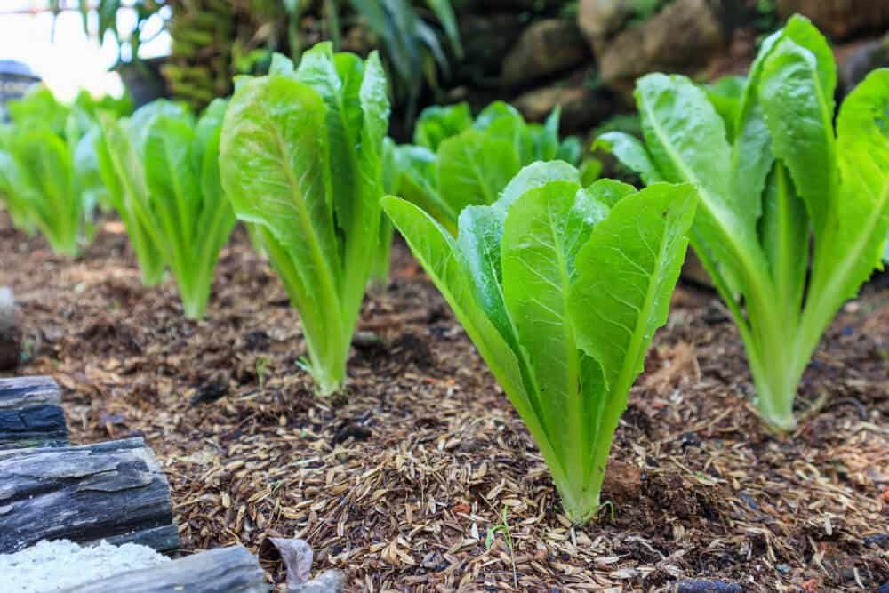 fresh romaine lettuce transplants organic garden