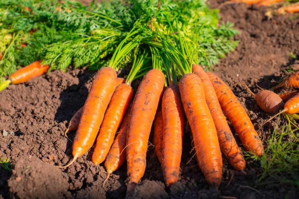 freshly harvested organic carrots from garden