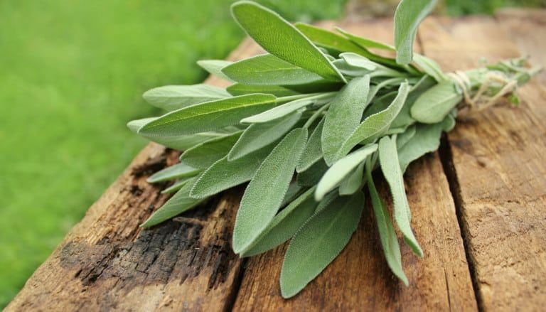 How to Harvest Sage Without Killing the Plant + Growing Tips