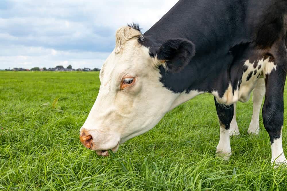 grazing cow eating blades of grass on rural farm