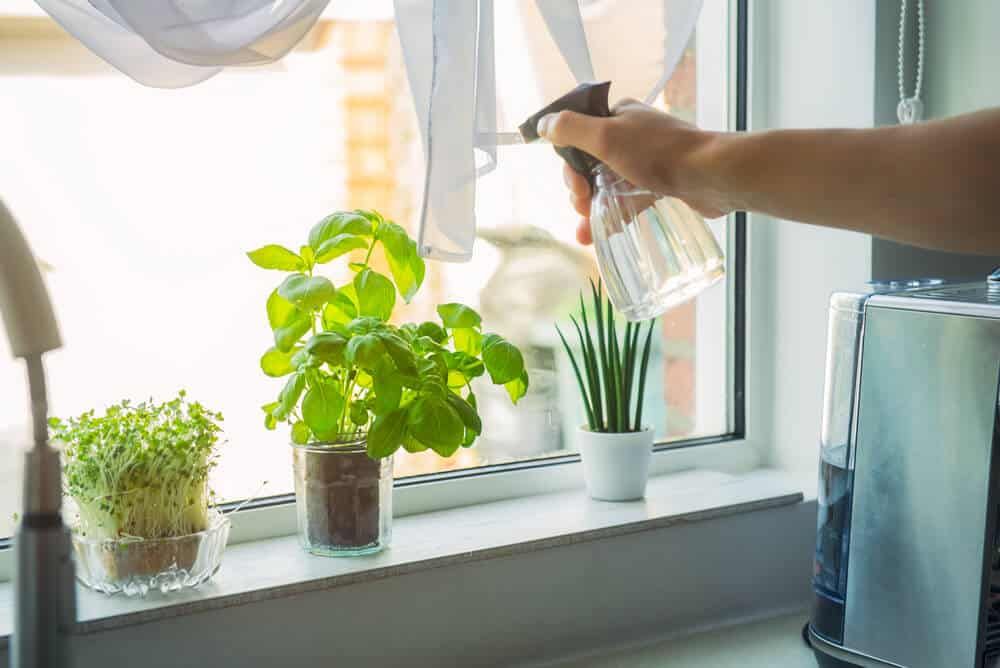 hand watering indoor herbs in small pots