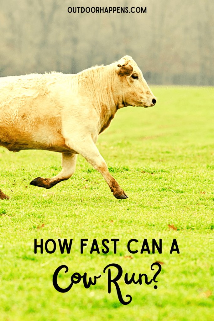 how fast can a cow run