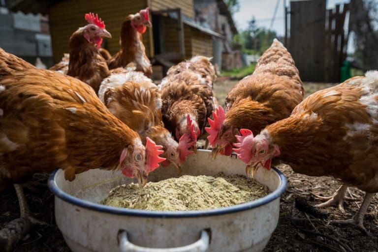 Can You Overfeed Chickens? Yep. Here’s Why!
