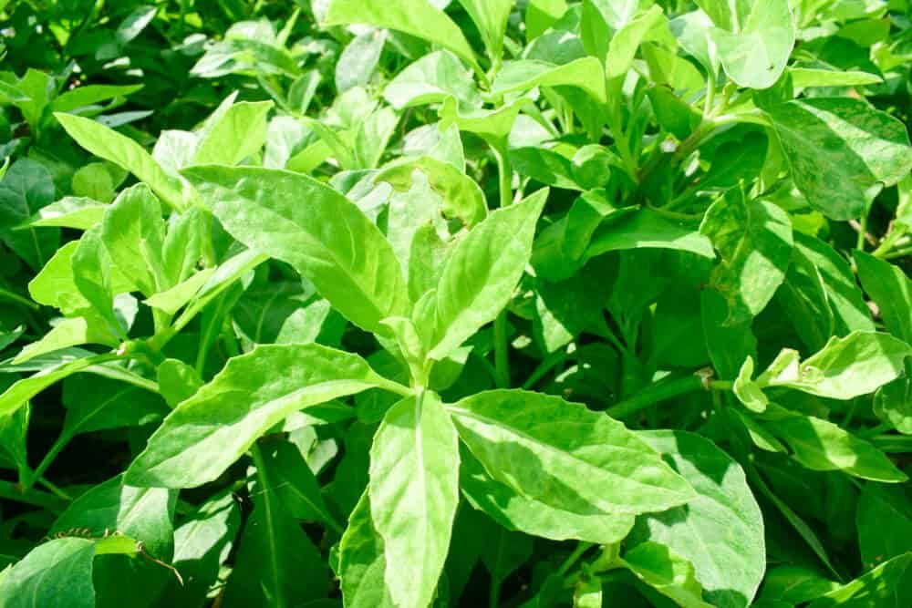 longevity spinach gynura procumbens longevity greens