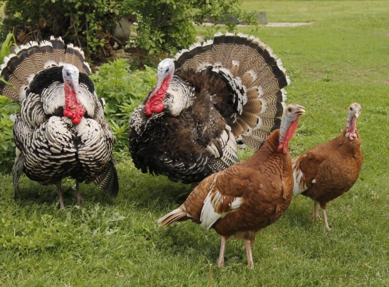 13 Best Meat Turkey Breeds for Your Homestead