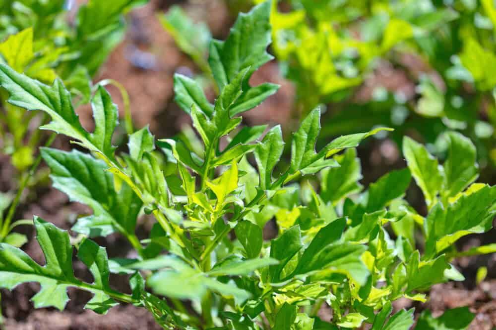 organic okinawa spinach plant gynura genus