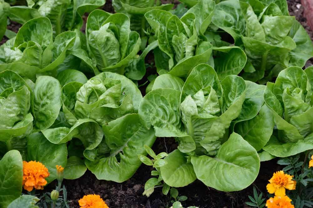 romaine lettuce in vegetable garden little gem