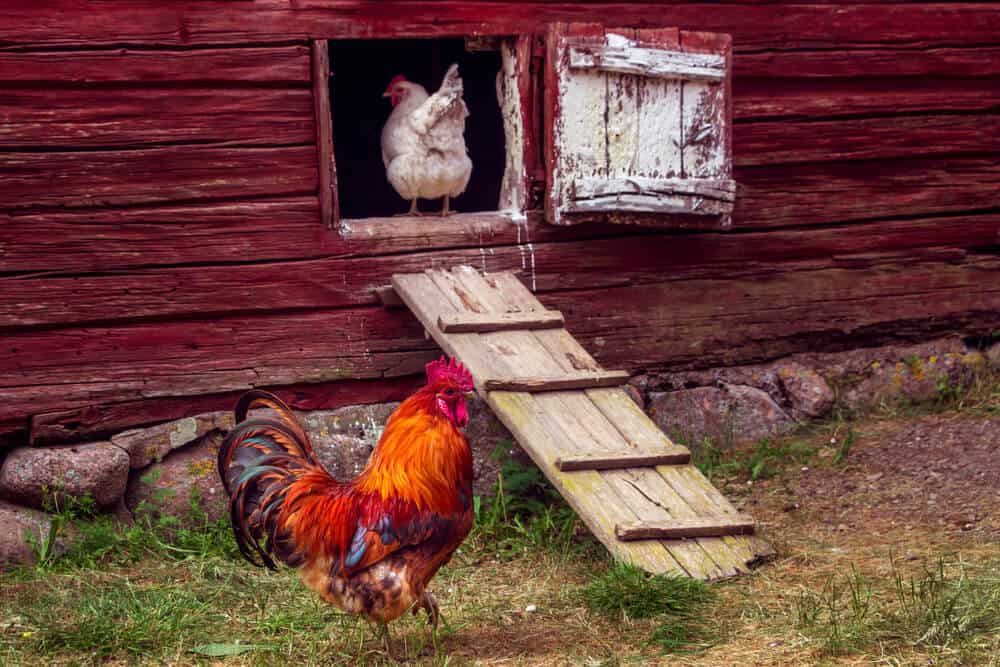 rooster walking in rural yard with white hen in coop