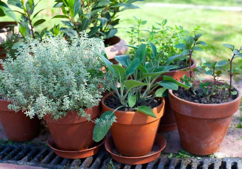 sage and marjoram mixed herbs in pots