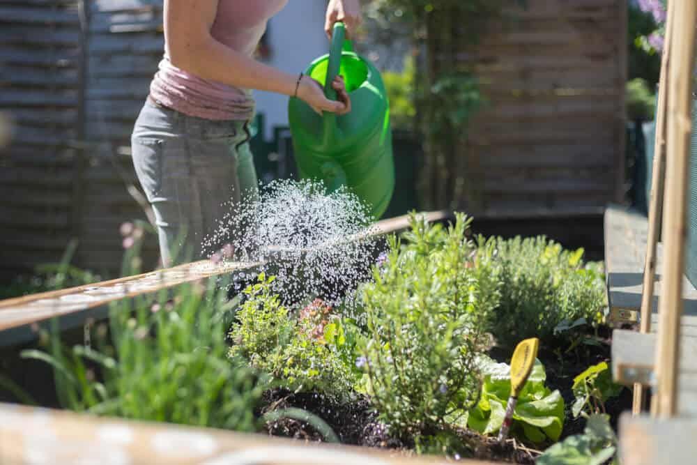 watering fresh garden herbs and vegetables in raised garden bed