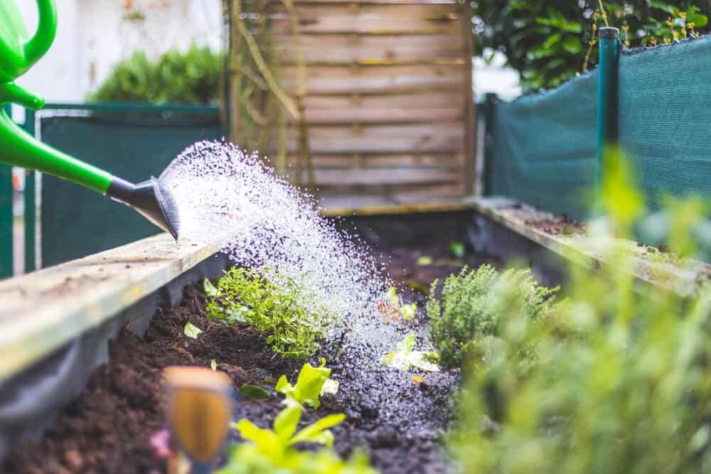 watering herbs and vegetables in raised garden bed