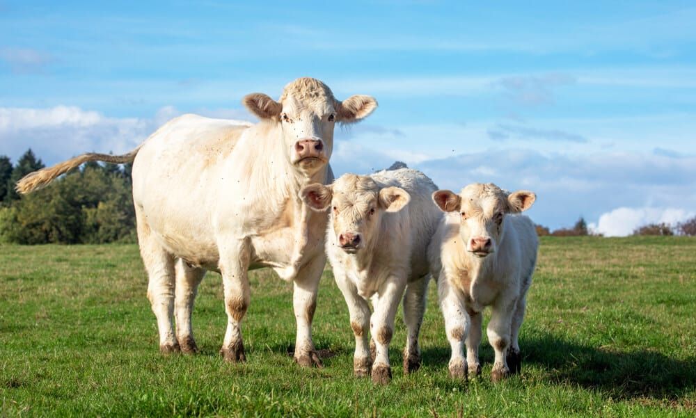 white cow and calves in field charolais bull calves