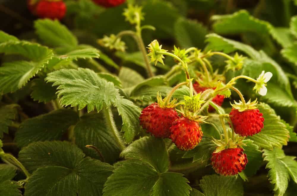 wild fragaria vesca strawberry plants with green leaves