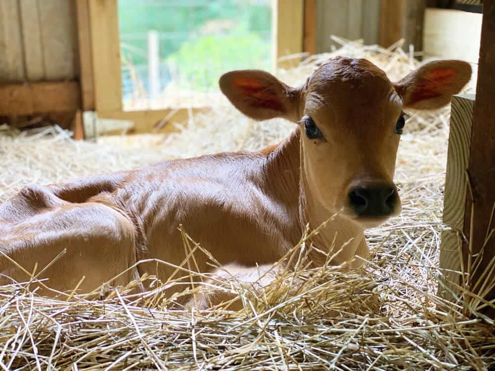 young baby jersey calf 3 weeks old