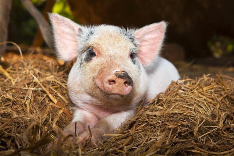 Best Pig Bedding Materials Explained [Hay vs Straw vs Leaves!]