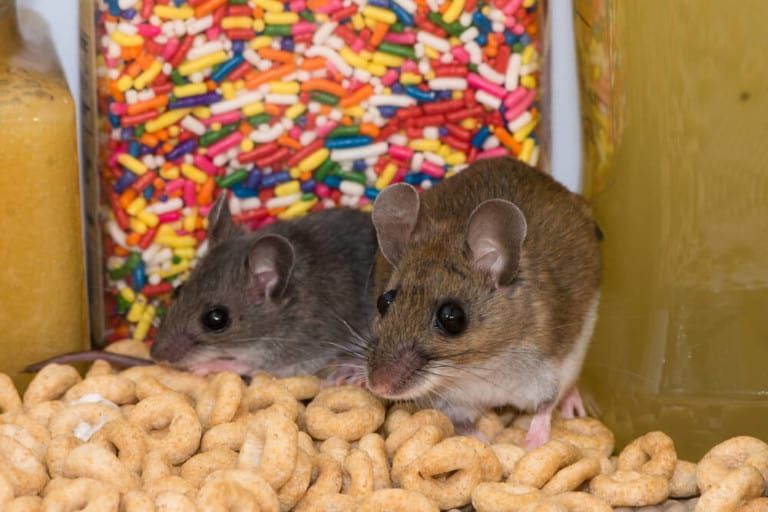 Mouse Proof Storage – 15+ Solutions to Keep Rodents at Bay