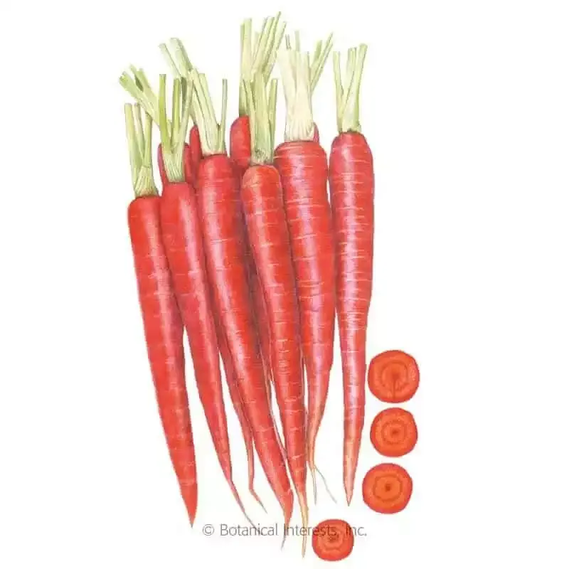 Atomic Red Carrot Seeds | Botanical Interests