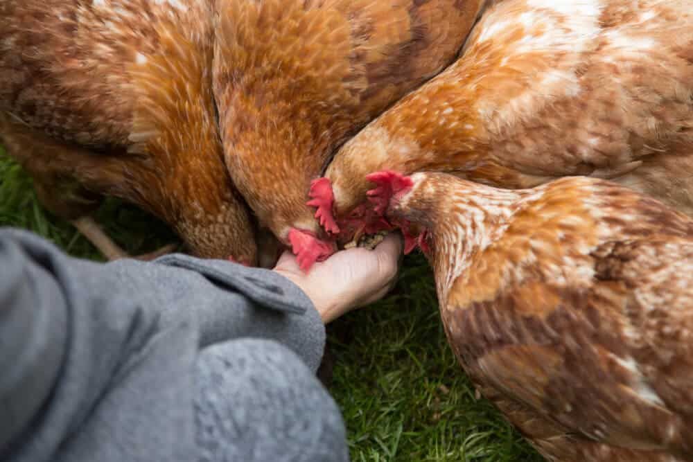 backyard farm chickens eating food from womans hand