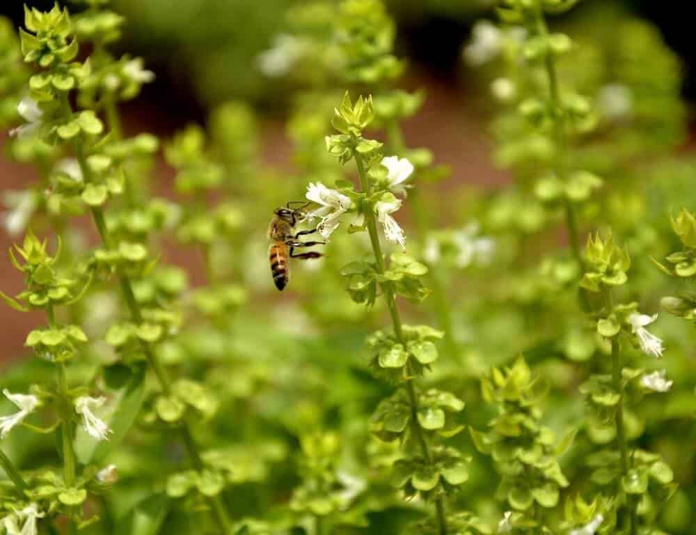 basil plant with white flowers and a bee