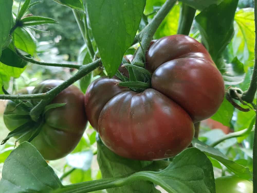 black krim tomato on vine organic garden