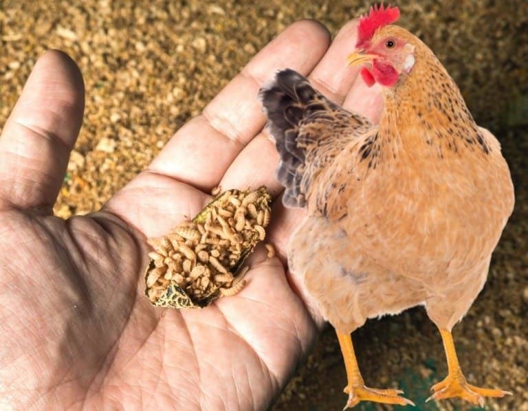 Can Chickens Eat Maggots? (Don’t Mind if They Do!)