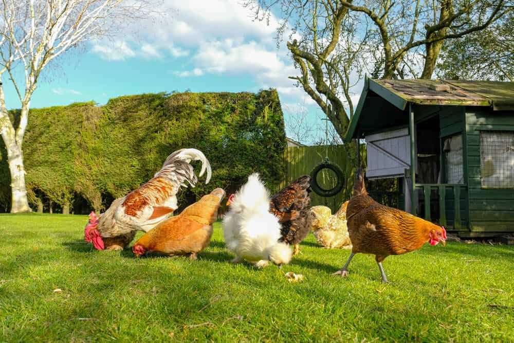 free range chickens foraging in large private garden