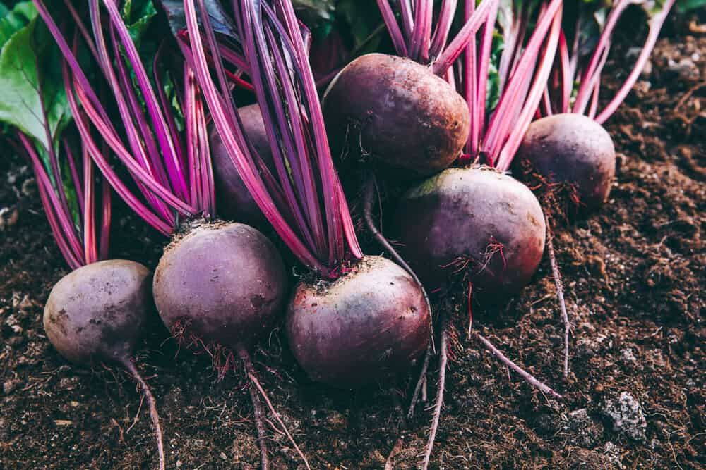 fresh organic beets beetroots on the soil